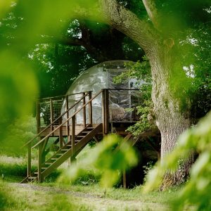 Hébergement insolite : bulle transparente perchée dans un arbre, entourée de verdure.