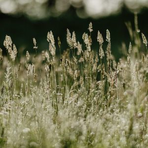Chalet en pleine nature, entouré de champs de graminées dorées sous un doux soleil.