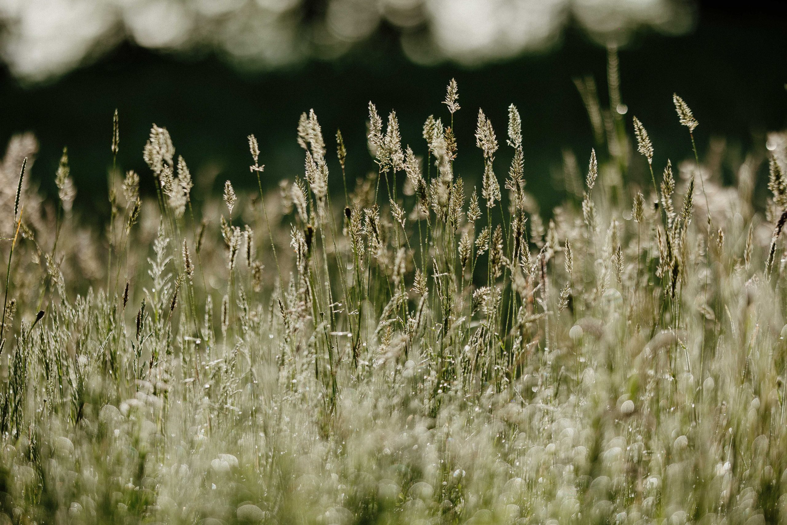 Chalet en pleine nature, entouré de champs de graminées dorées sous un doux soleil.
