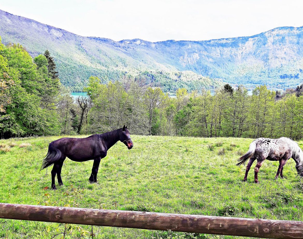 Hébergement insolite en pleine nature, avec vue sur des chevaux dans un paysage verdoyant.