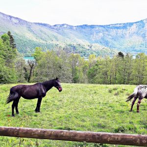 Hébergement insolite en pleine nature, avec vue sur des chevaux dans un paysage verdoyant.
