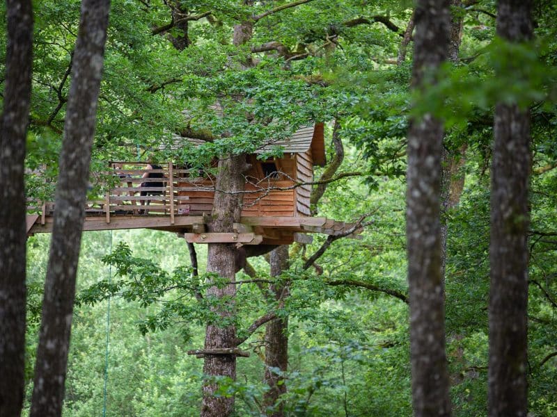 Cabane dans les arbres, perchée entre les feuillages verdoyants.