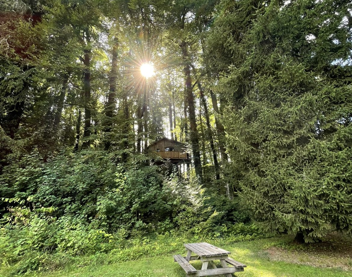 Cabane perchée dans les arbres, entourée de verdure, avec un coin pique-nique en bas.