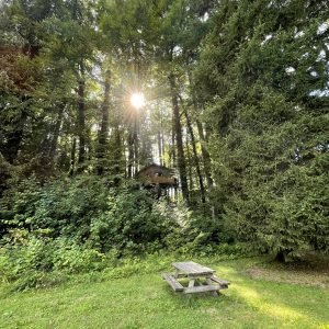 Cabane perchée dans les arbres, entourée de verdure, avec un coin pique-nique en bas.