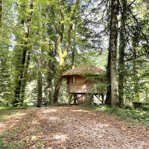 Cabane perchée en bois, entourée d'arbres verdoyants et de feuilles dorées au sol.