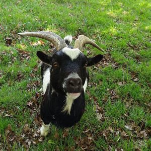 Chalet en pleine nature avec une chèvre curieuse sur un tapis de verdure.