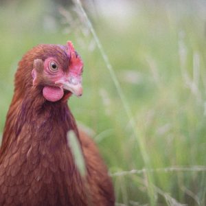Hébergement en ferme avec poules en liberté dans un jardin verdoyant.