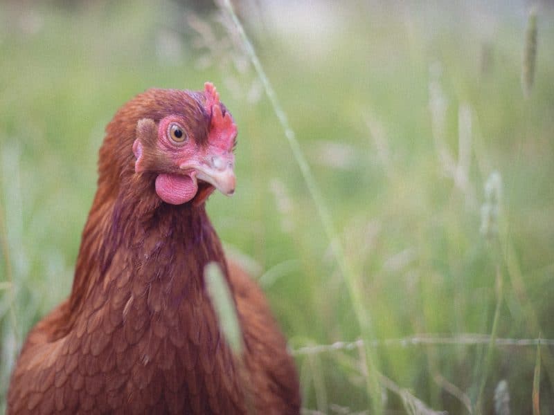 Hébergement en ferme avec poules en liberté dans un jardin verdoyant.