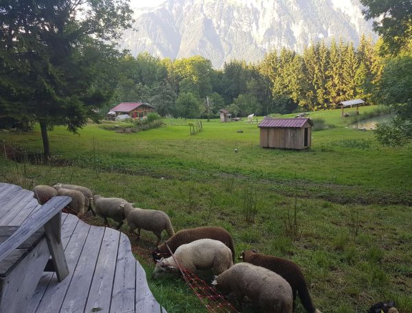 Chalet en pleine nature, avec des moutons paissant devant des montagnes majestueuses.