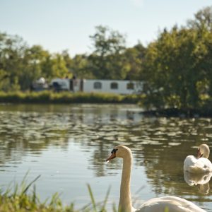 Chalet au bord de leau, avec des cygnes nageant paisiblement.