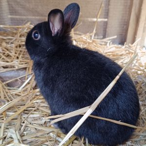 Hébergement touristique avec un charmant lapin noir sur un lit de paille.