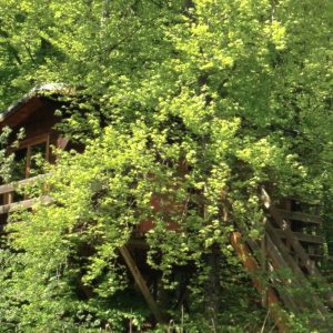 Cabane dans les arbres entourée de verdure luxuriante et darbres feuillus.