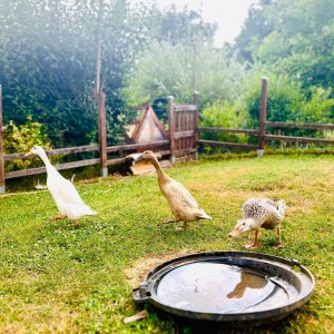 Hébergement rural avec des canards se promenant dans un jardin verdoyant.