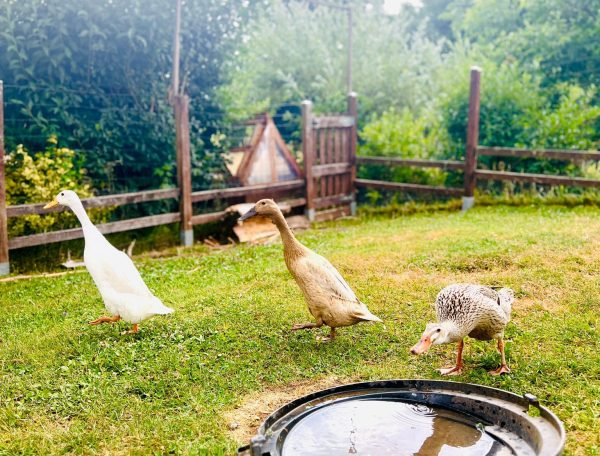 Canards coureurs indiens Territoire de Belfort