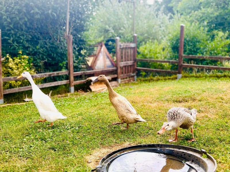Hébergement rural avec des canards se promenant dans un jardin verdoyant.