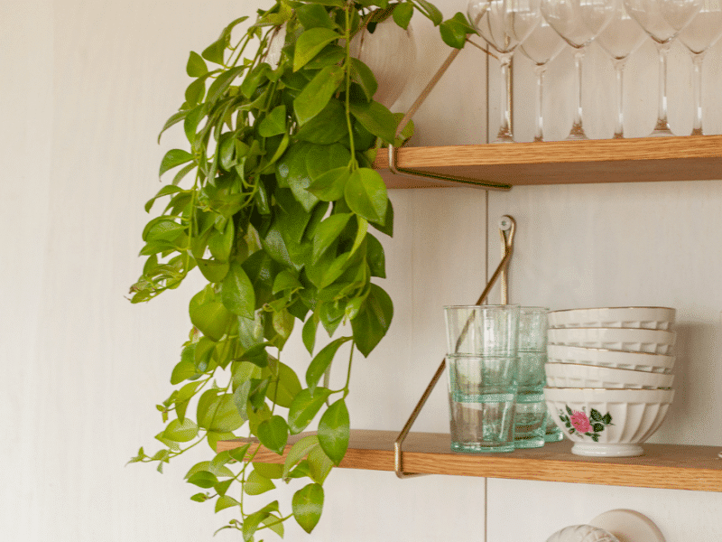 Élégant hébergement avec étagères en bois, plantes vertes et vaisselle raffinée.