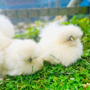 Hébergement en pleine nature avec des poules soyeuses sur un tapis de verdure.