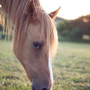 Hébergement en pleine nature avec un cheval paisible broutant lherbe verte.