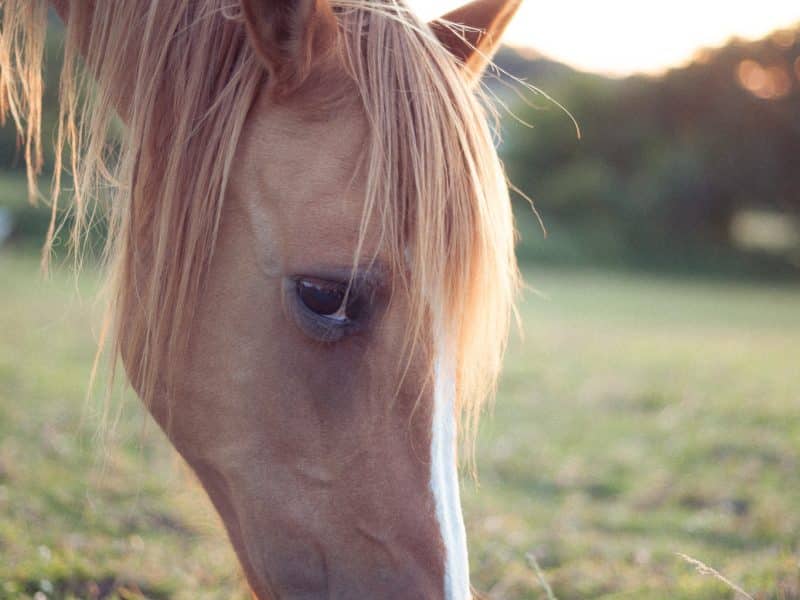 Hébergement rural avec un cheval paisible broutant dans un champ verdoyant.