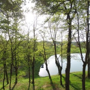 Cabane perchée au bord d'un étang, entourée d'arbres verdoyants et baignée de lumière.