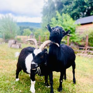 Chalet rural avec des chèvres noires et blanches dans un cadre verdoyant.