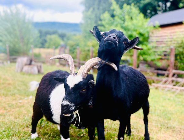 Les animaux de la ferme à Leval à côté de l'Alsace