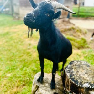Chalet en pleine nature avec une chèvre noire curieuse sur un tronc d'arbre.