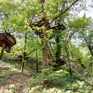 Cabane dans les arbres, perchée entre les feuillages verdoyants, offrant une vue imprenable.