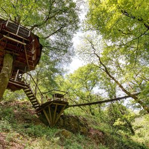 Cabane dans les arbres perchée, entourée de verdure, avec une passerelle suspendue.