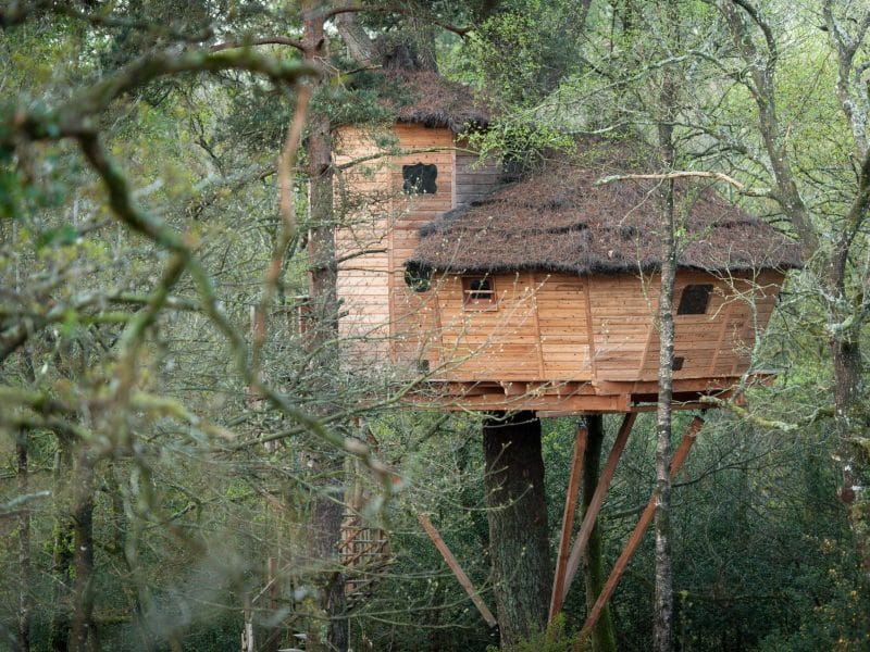 Cabane perchée dans les arbres, en bois avec toit de chaume, entourée de verdure luxuriante.
