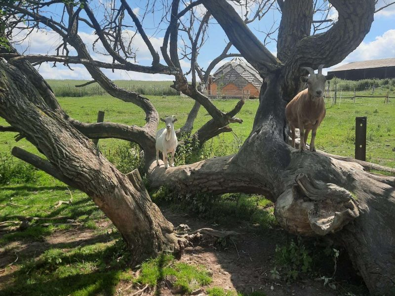 Gîte rural avec un grand arbre, entouré de verdure et danimaux paisibles.