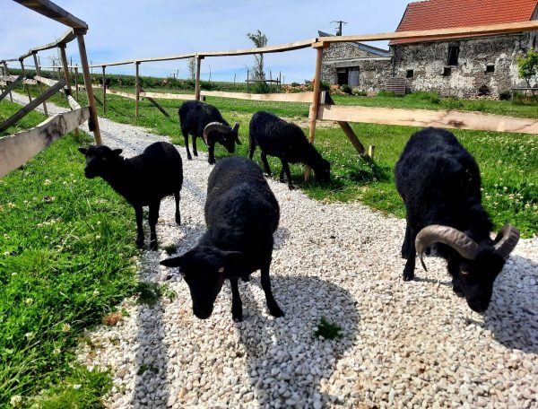 20220614_160721-scaled