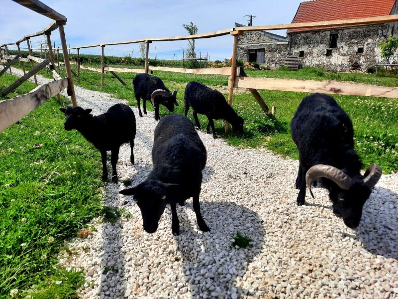 Gîte rural entouré de moutons noirs paissant sur un chemin en gravier.