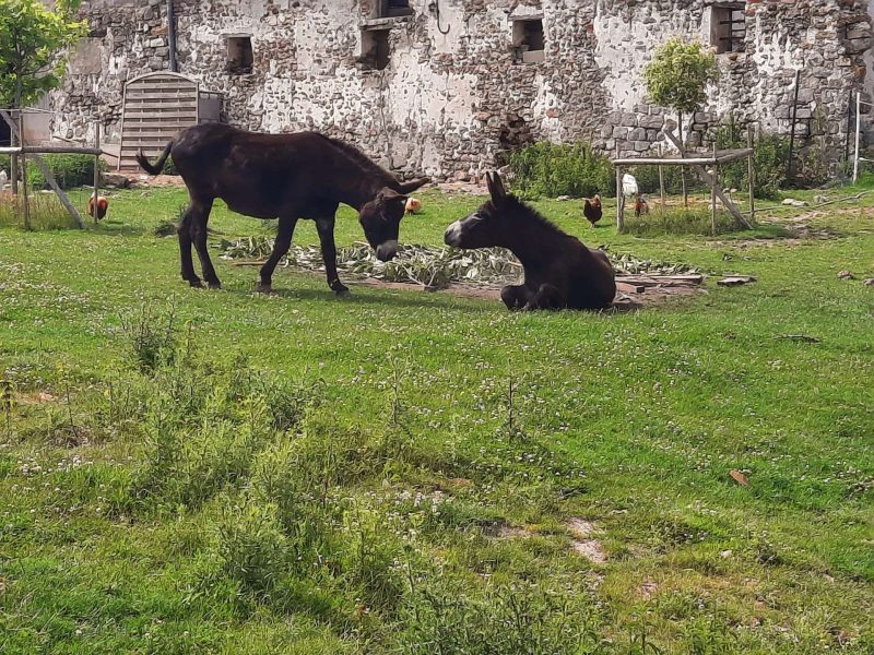 Gîte rural avec ânes dans un jardin verdoyant, ambiance paisible et naturelle.