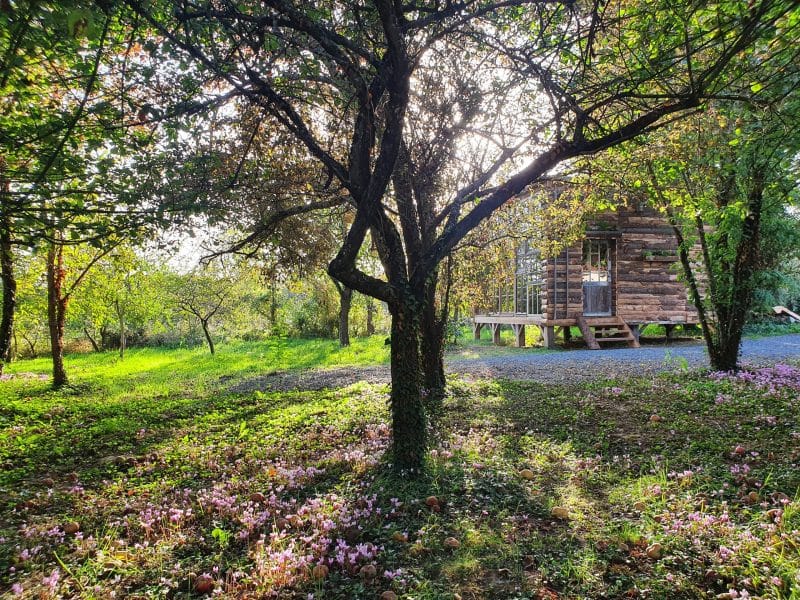 Cabane en bois entourée darbres et de fleurs sauvages, ambiance paisible.