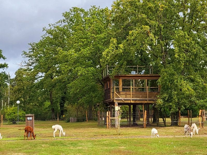 Cabane dans les arbres entourée de lamas, au cœur dun espace verdoyant.