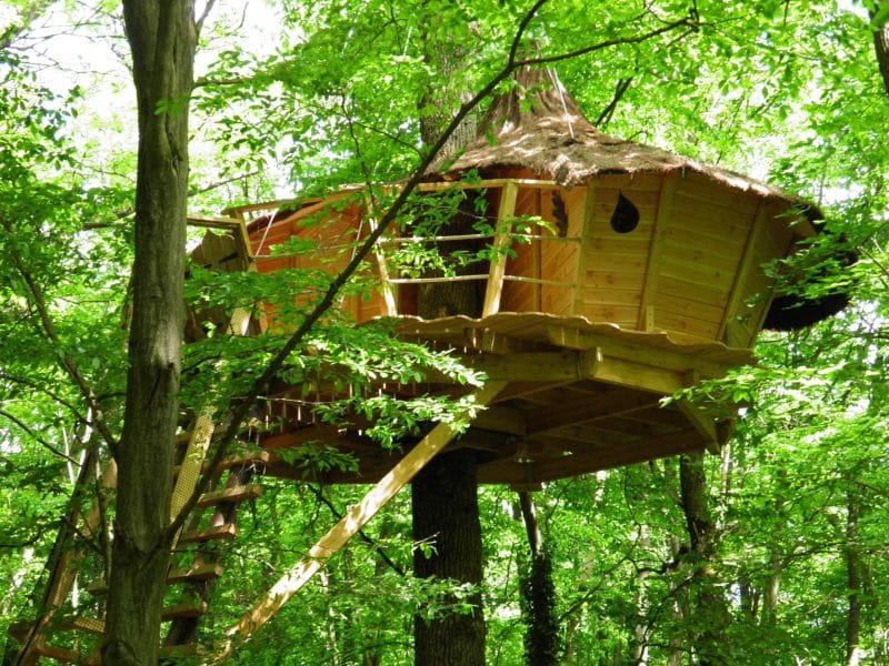 Cabane dans les arbres, nichée parmi les feuillages verdoyants, avec une échelle en bois.