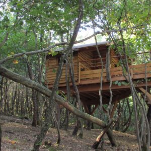 Cabane dans les arbres, perchée entre les feuillages verdoyants.