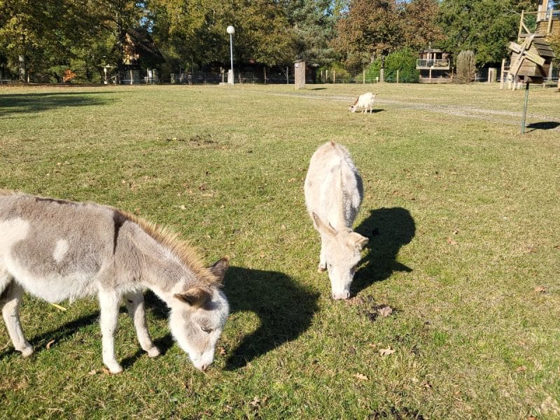 Hébergement en pleine nature avec des ânes broutant sur un vaste espace vert.