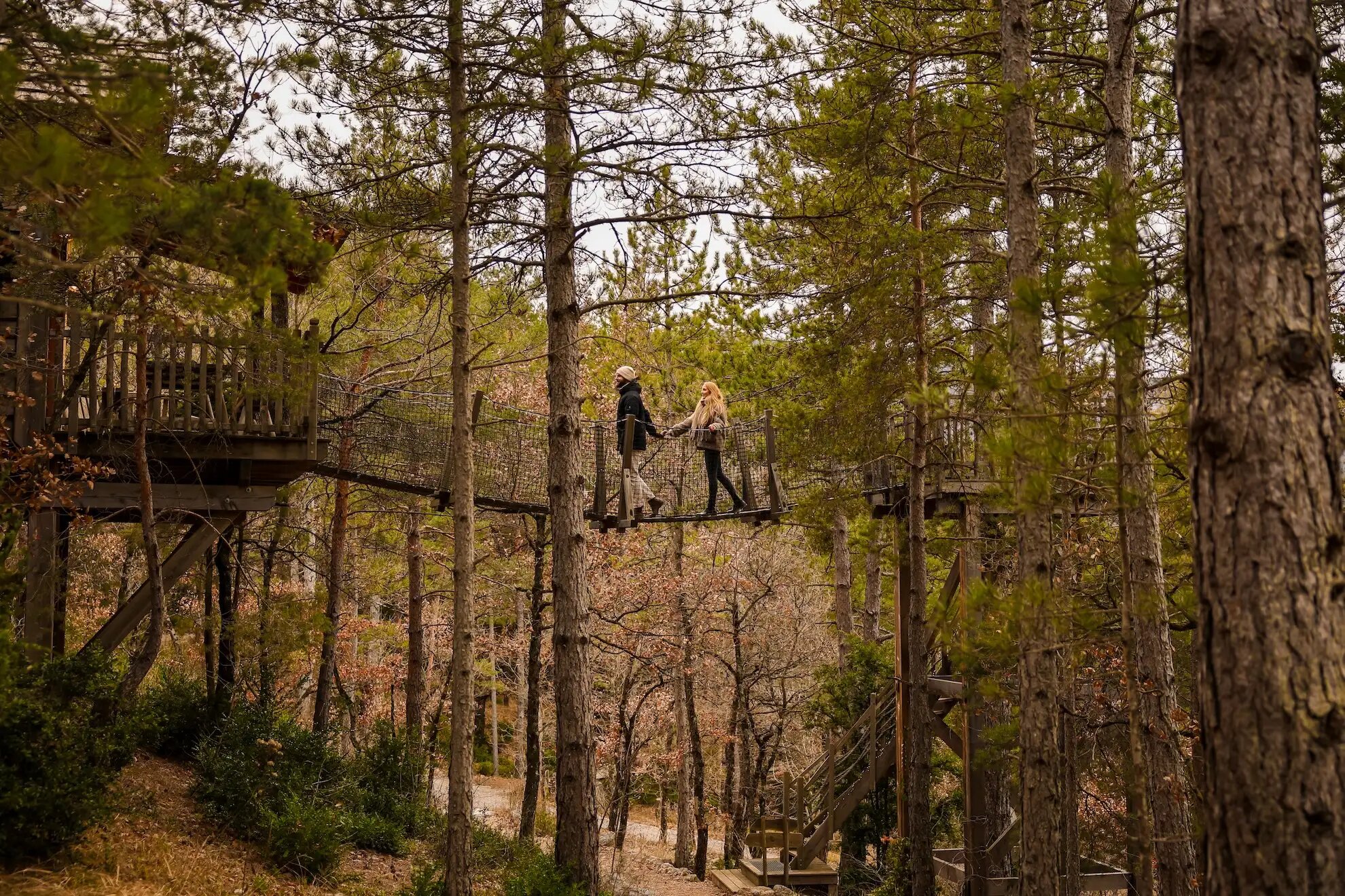 6R1A9332 Cabane dans les arbres en Provence, perchée entre les pins, offrant une vue panoramique.