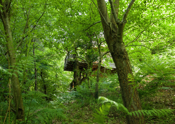 Cabane dans les arbres entourée de verdure luxuriante et de fougères.