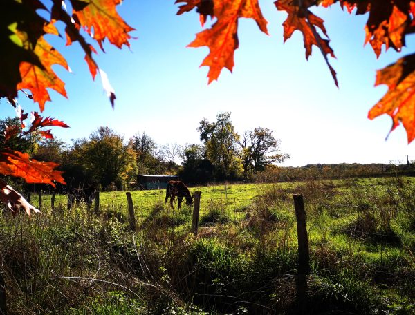 Gîte rural entouré de verdure, avec des feuilles dautomne en premier plan.