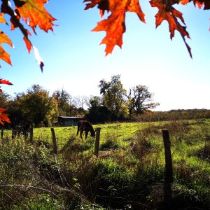 Gîte rural entouré de verdure, avec des feuilles dautomne colorées en premier plan.