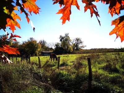 Gîte rural entouré de verdure, avec des feuilles dautomne colorées en premier plan.