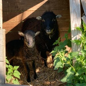 Hébergement rural avec des moutons dans un enclos en bois, entouré de verdure.