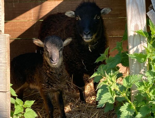 Hébergement rural avec des moutons dans un enclos en bois, entouré de verdure.