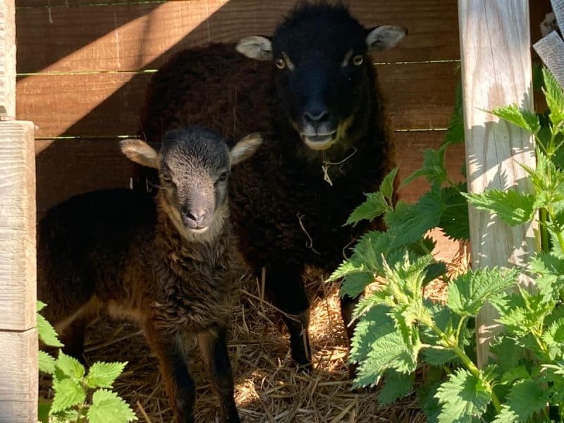 Hébergement rural avec des moutons dans un enclos en bois, entouré de verdure.
