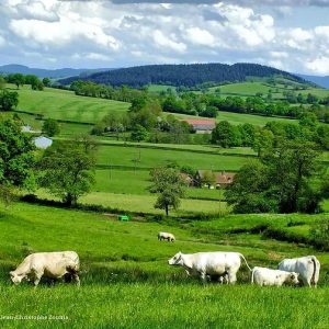 Hébergement insolite en Bourgogne, avec des vaches paissant dans un paysage verdoyant.