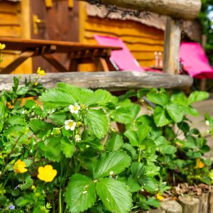 Cabane en bois dans les Hauts-de-France, entourée de fleurs et de verdure.
