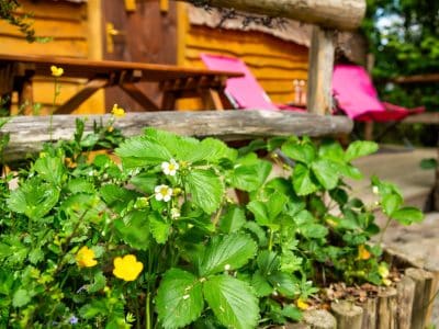 Cabane en bois dans les Hauts-de-France, entourée de fleurs et de verdure.